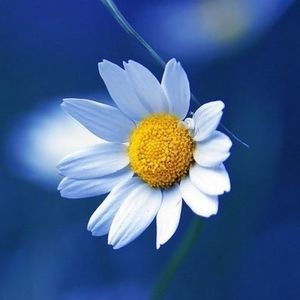 Meet your Posher, Carole